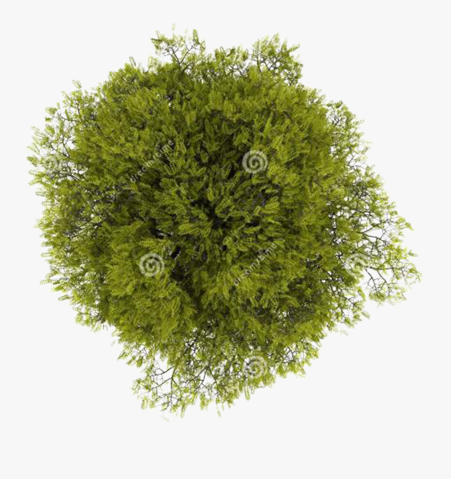 Top Computer Tree File View Free Download Png Hd Clipart - Transparent Background Top View Tree Png, Transparent Clipart