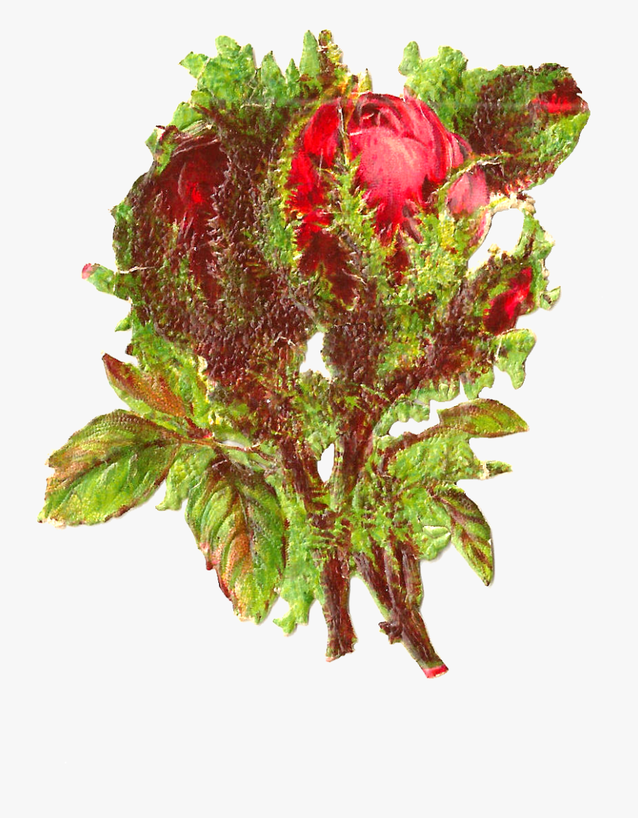 Bouquet, Transparent Clipart