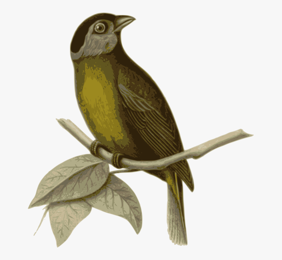 Perching Bird,cuculiformes,beak - นก เกาะ กิ่ง ไม้, Transparent Clipart