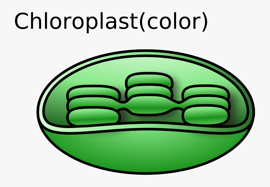 Chloroplast - Chloroplast Clipart, Transparent Clipart