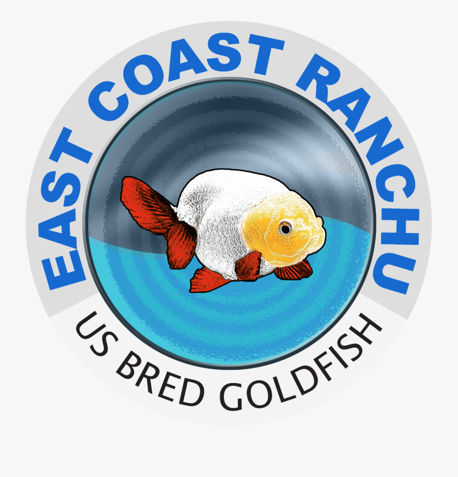 Goldfish For Sale - Eastcoastranchu, Transparent Clipart