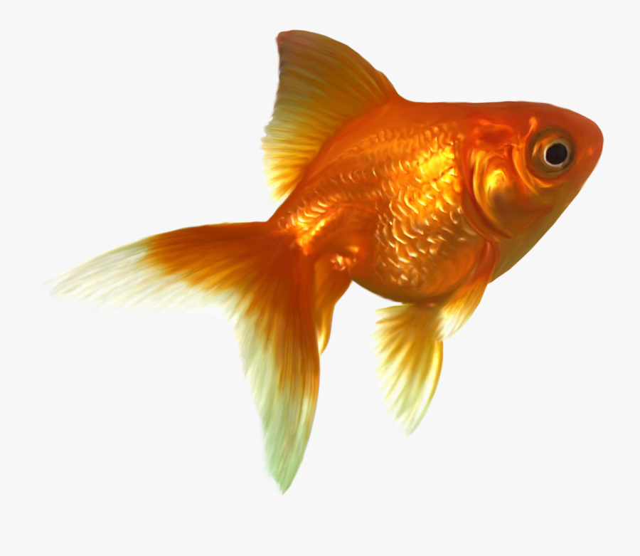 Фото, Автор K - Goldfish Png, Transparent Clipart