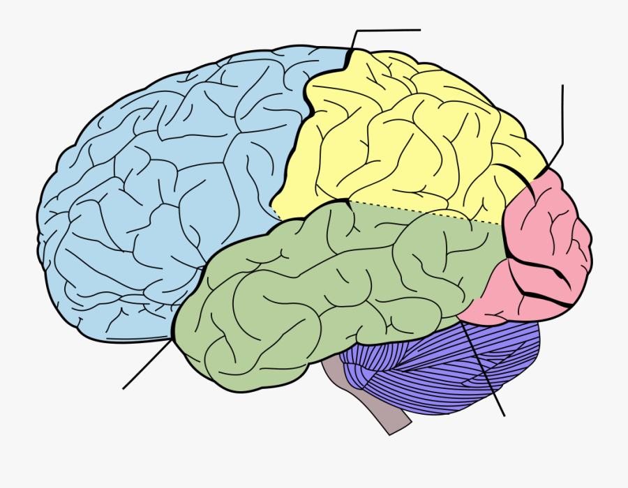 Blank Brain Diagram - Lobes Of The Brain No Labels, Transparent Clipart