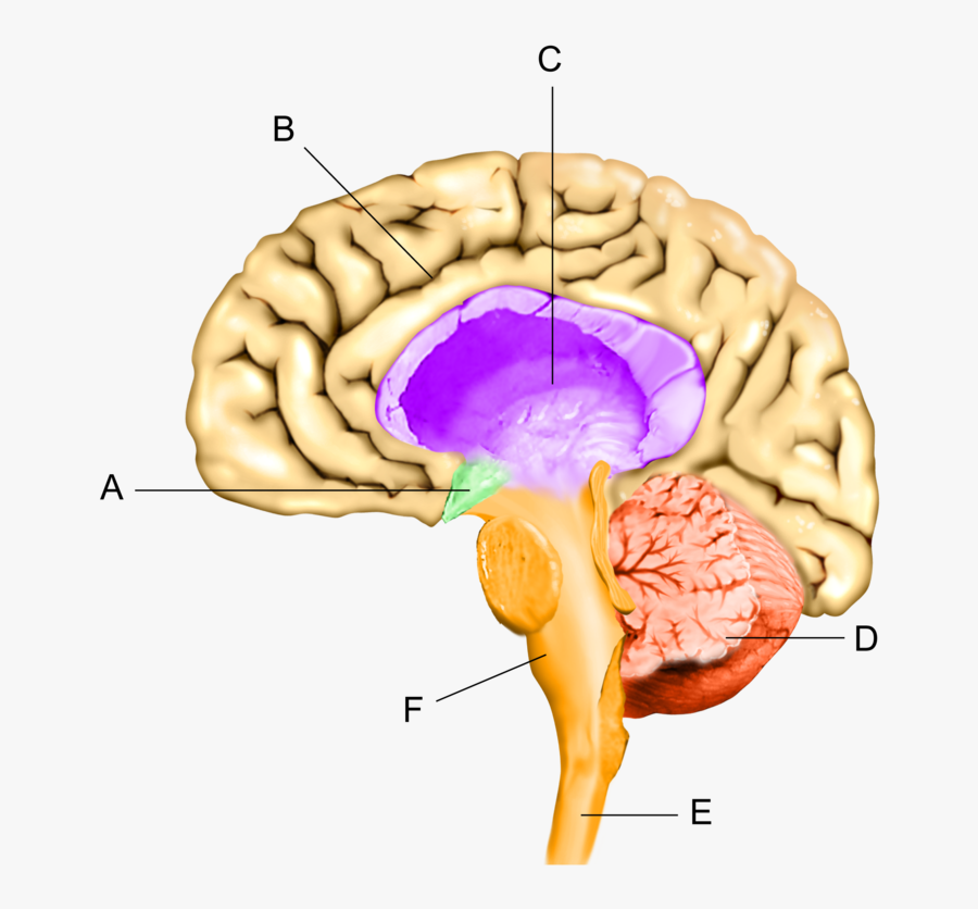 Brain Clipart Cerebrum - Diagram Of Brain With Colour, Transparent Clipart