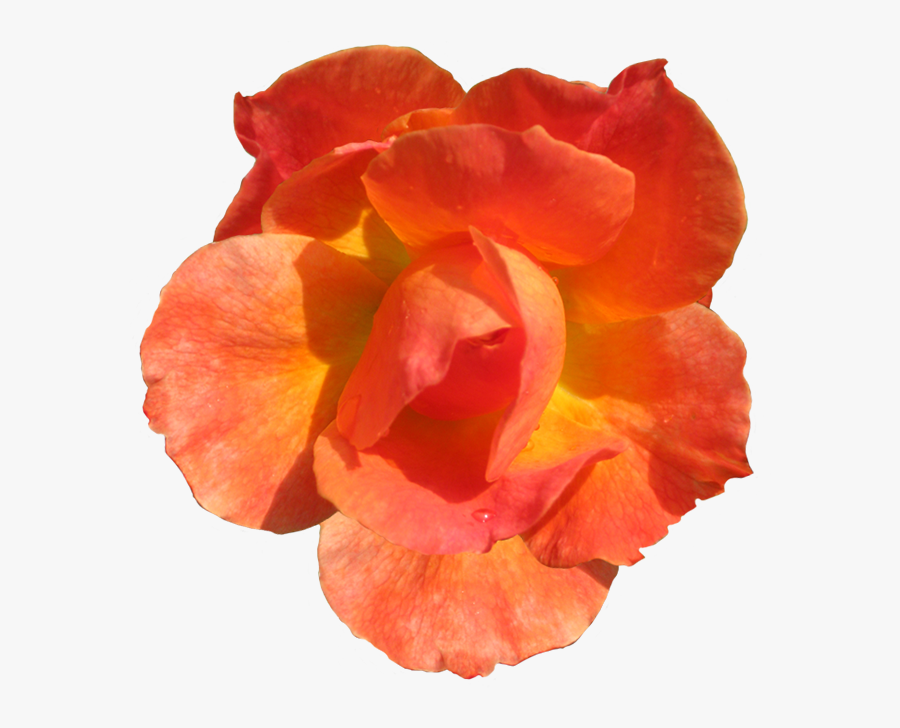 Rosa Fellowship Clipart Blooming Head - Orange Flower Cut Out, Transparent Clipart