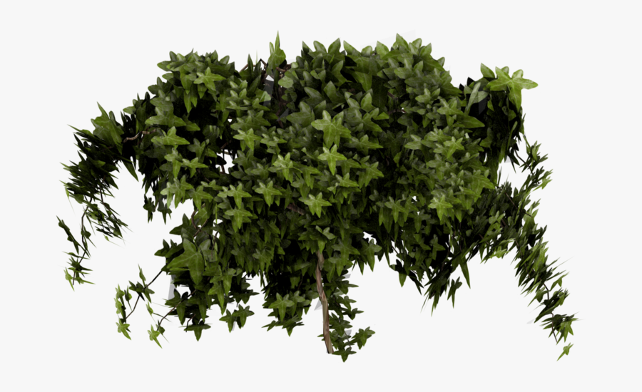 Poison Ivy Shrub Texture Mapping - Poison Ivy Texture, Transparent Clipart
