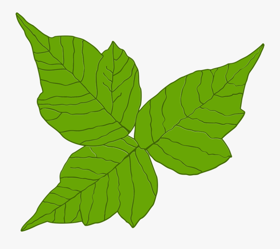 Plant,clip Art - Poison Ivy Plant Vector, Transparent Clipart