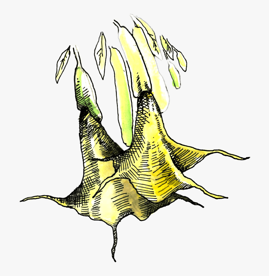 Illustration Of Brugmansia - Illustration, Transparent Clipart