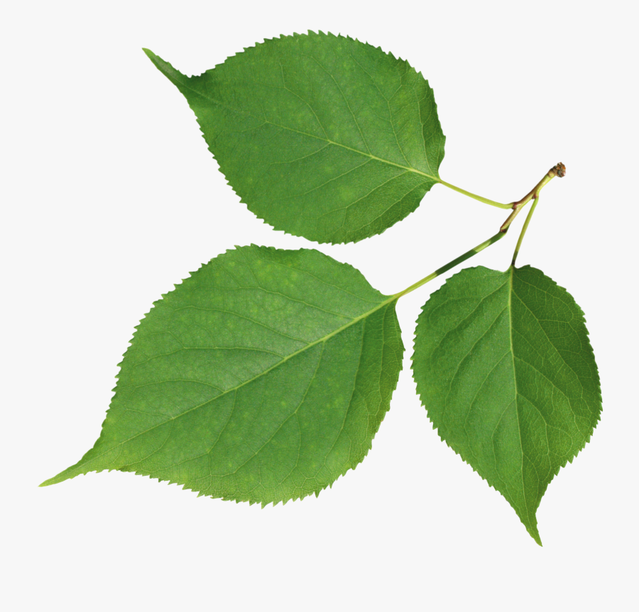 information desktop wallpaper leaf clip art transparent background rose leaf png free transparent clipart clipartkey transparent background rose leaf png