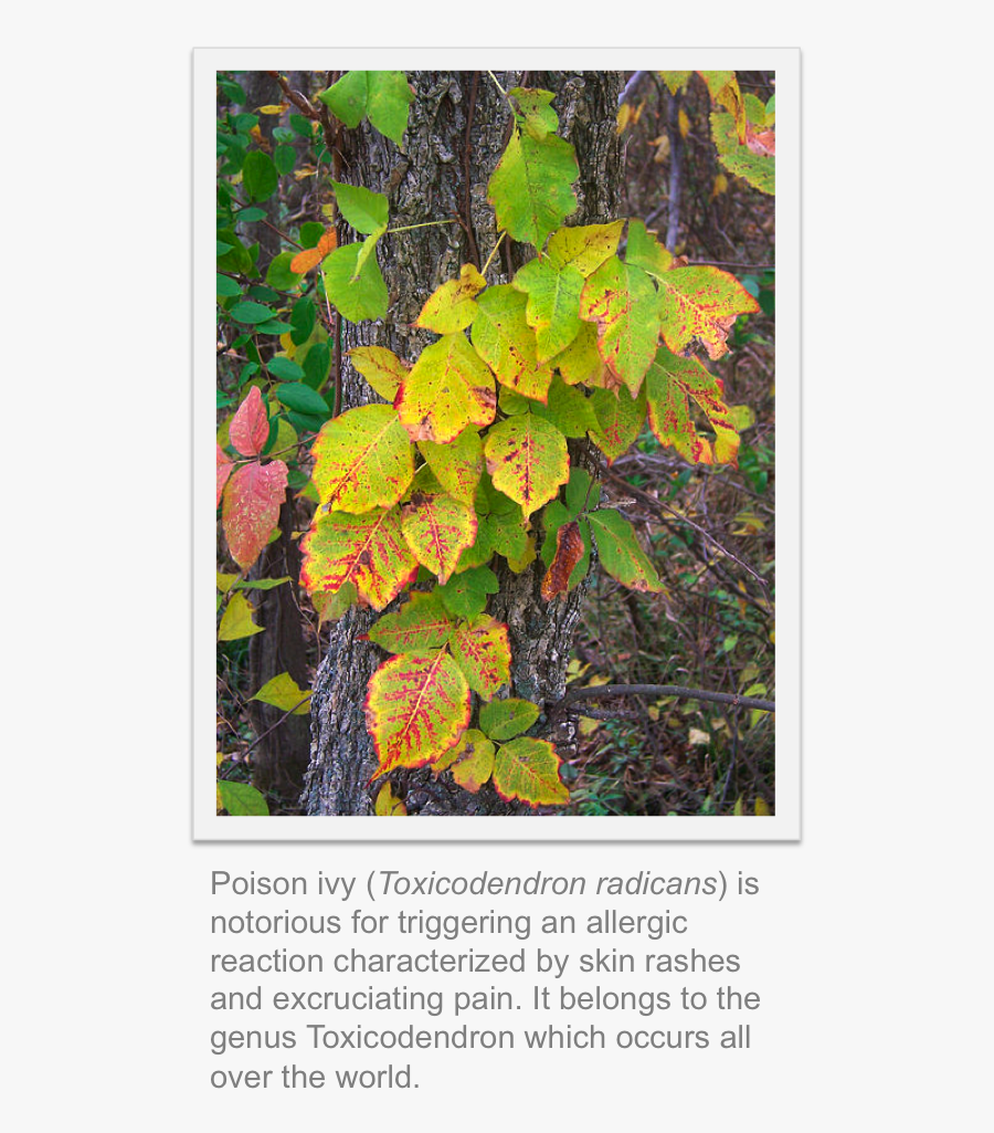 Transparent Poison Ivy Plant Png - Tree, Transparent Clipart