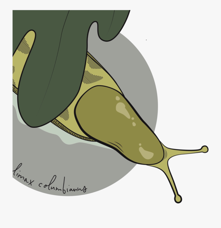 Lymnaeidae, Transparent Clipart