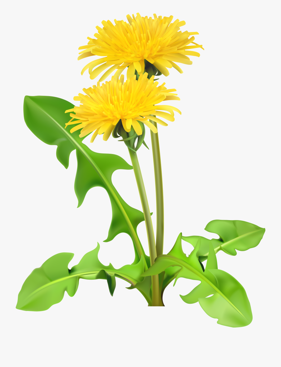 Dandelions Png Transparent Clip - Dandelions Transparent Background, Transparent Clipart