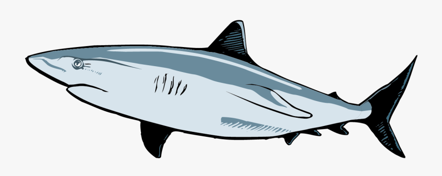 Shark, Transparent Clipart