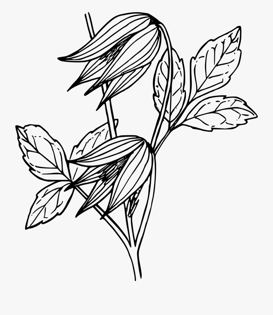 Art,symmetry,monochrome Photography - Coloriage Fleur, Transparent Clipart