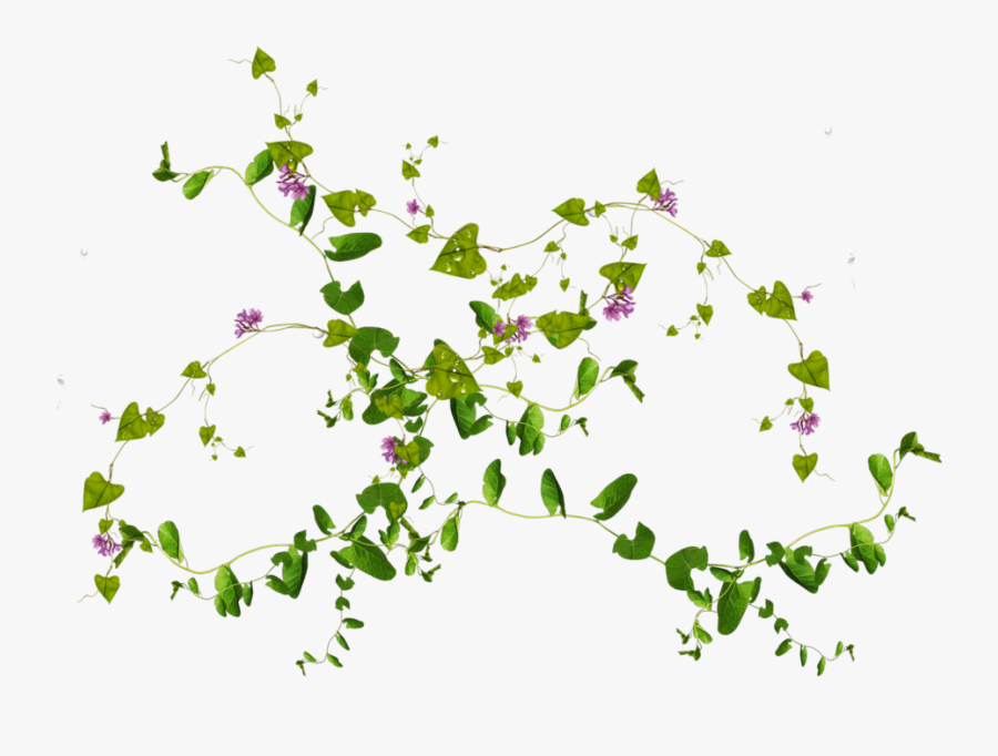 #freetoedit #ftestickers #dt #flower #vine #vines - Imagenes De Plantas Png, Transparent Clipart
