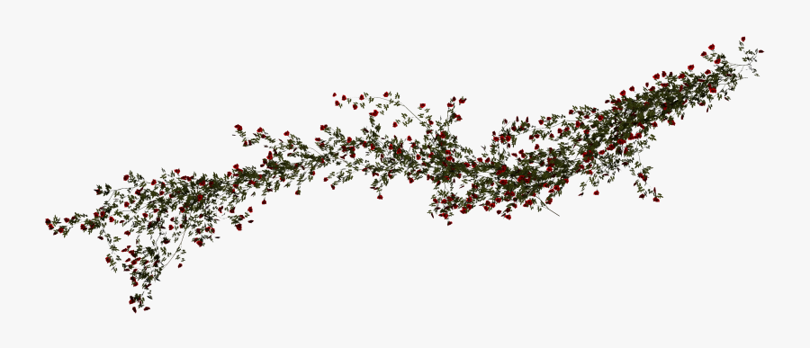 Transparent Rose Vine Clipart - Beach Rose Vines Png, Transparent Clipart