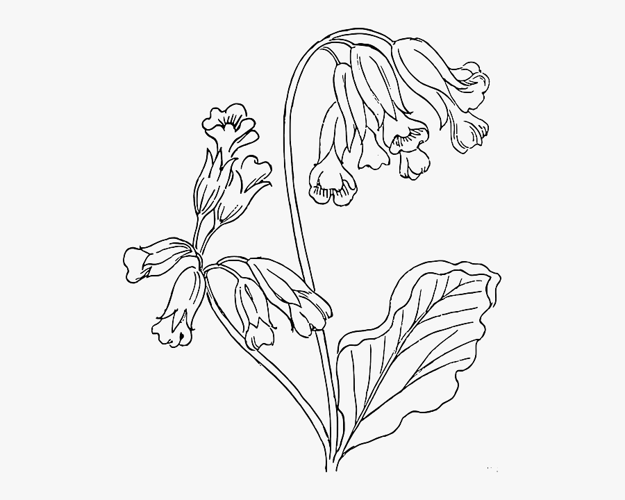 Outline, Flower, Rose, Plant, Outlines, Nature, Roses - Cowslip Drawing, Transparent Clipart
