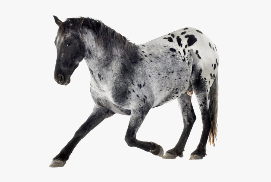 Grey And White Horses Appaloosa, Transparent Clipart