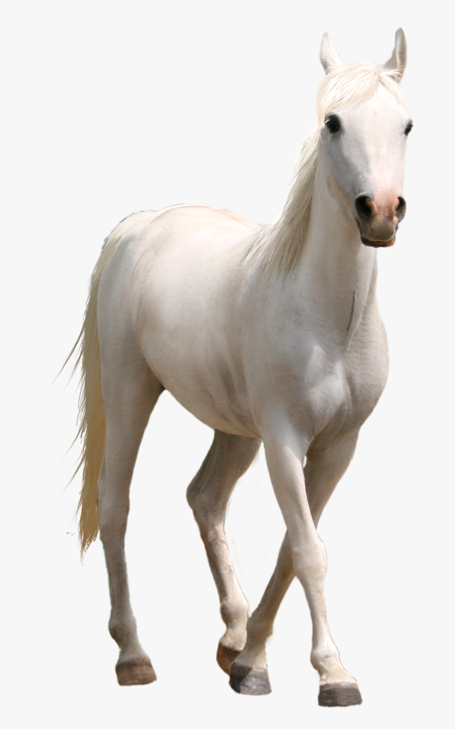 White Horse-png Three - Real White Horse Transparent Background, Transparent Clipart