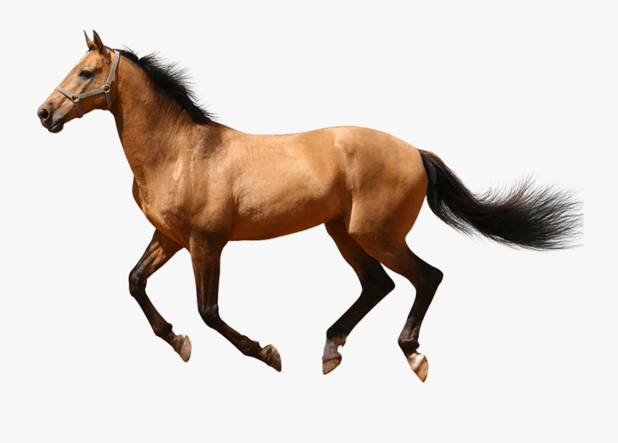 Clip Art Running No Background Transparent - Running Transparent Background Horse Png, Transparent Clipart