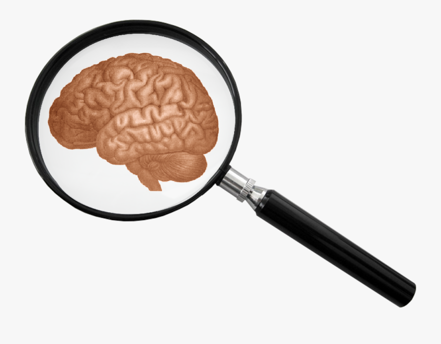 Human Science - Magnifying Glass And Brain, Transparent Clipart