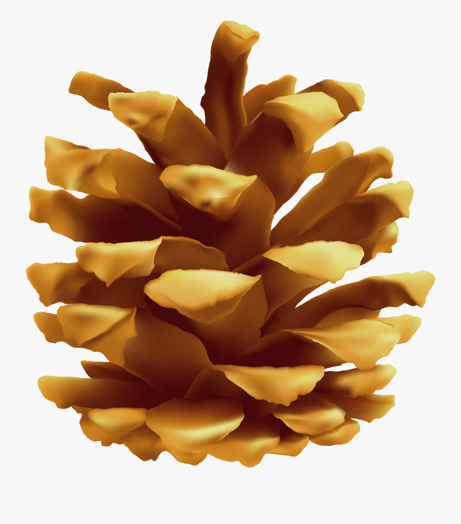 Clip Art Image Gallery - Larch, Transparent Clipart