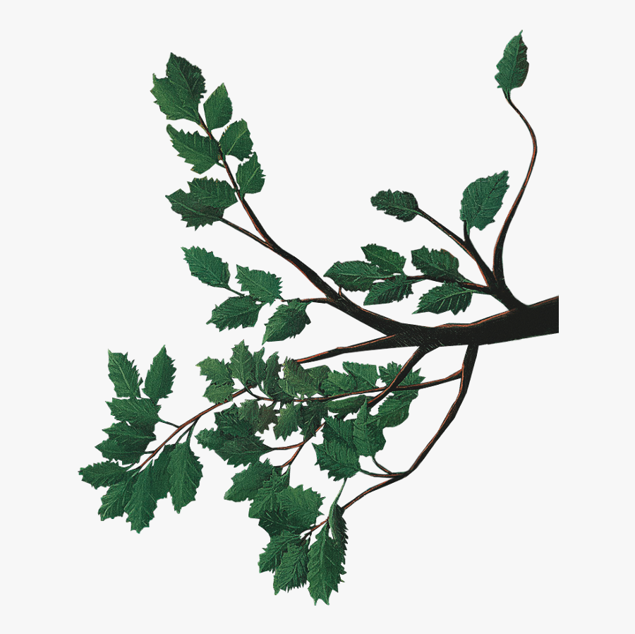 Wilderness, Transparent Clipart