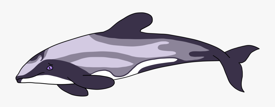 Cetaceans Mostly Dolphins By - Hectors Dolphin Drawing, Transparent Clipart