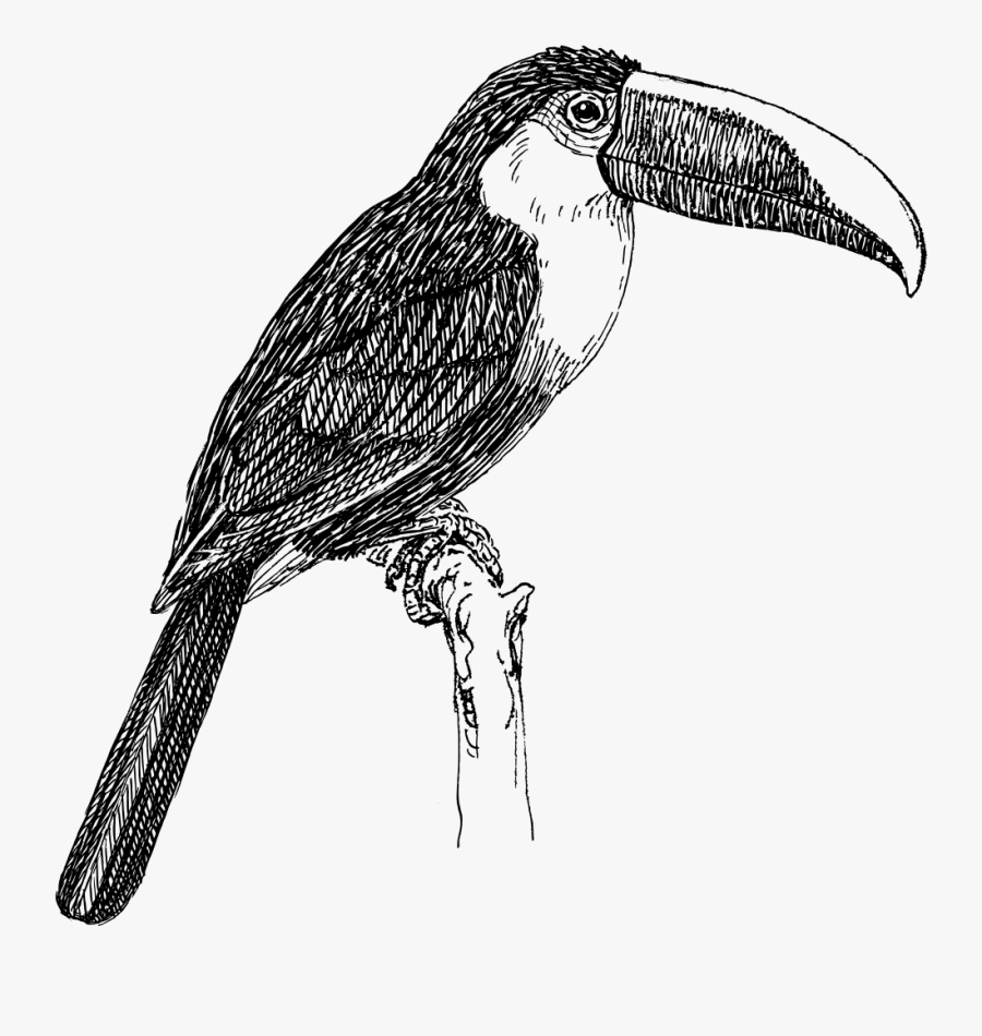 Black And White Picture Of Toucan Clipart , Png Download - Toucan Black And White, Transparent Clipart