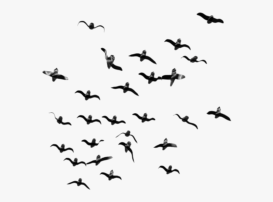 Transparent Background Birds Png, Transparent Clipart