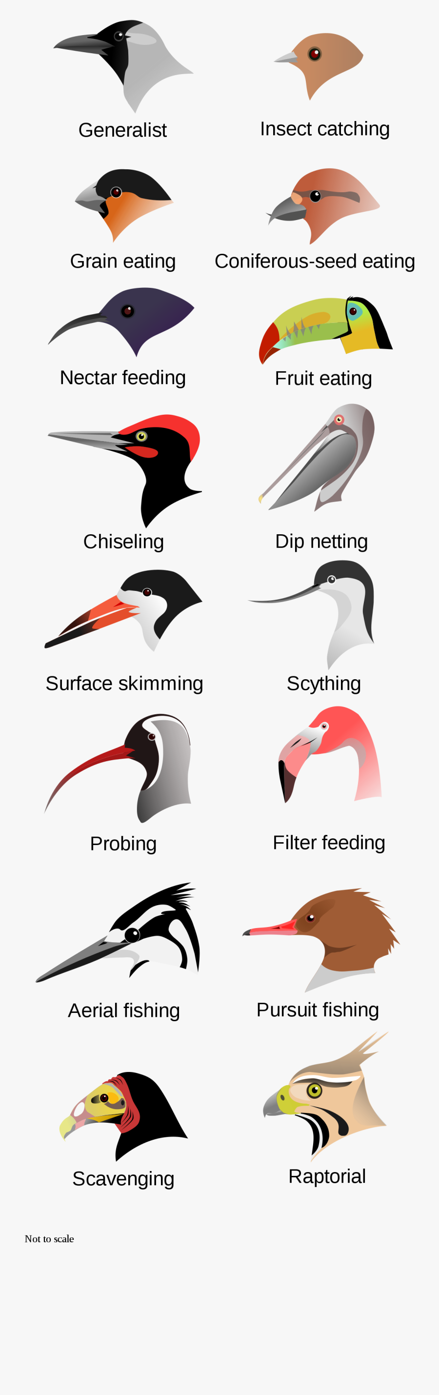 Birdbeaksa - Svg - Different Beaks Of Birds, Transparent Clipart