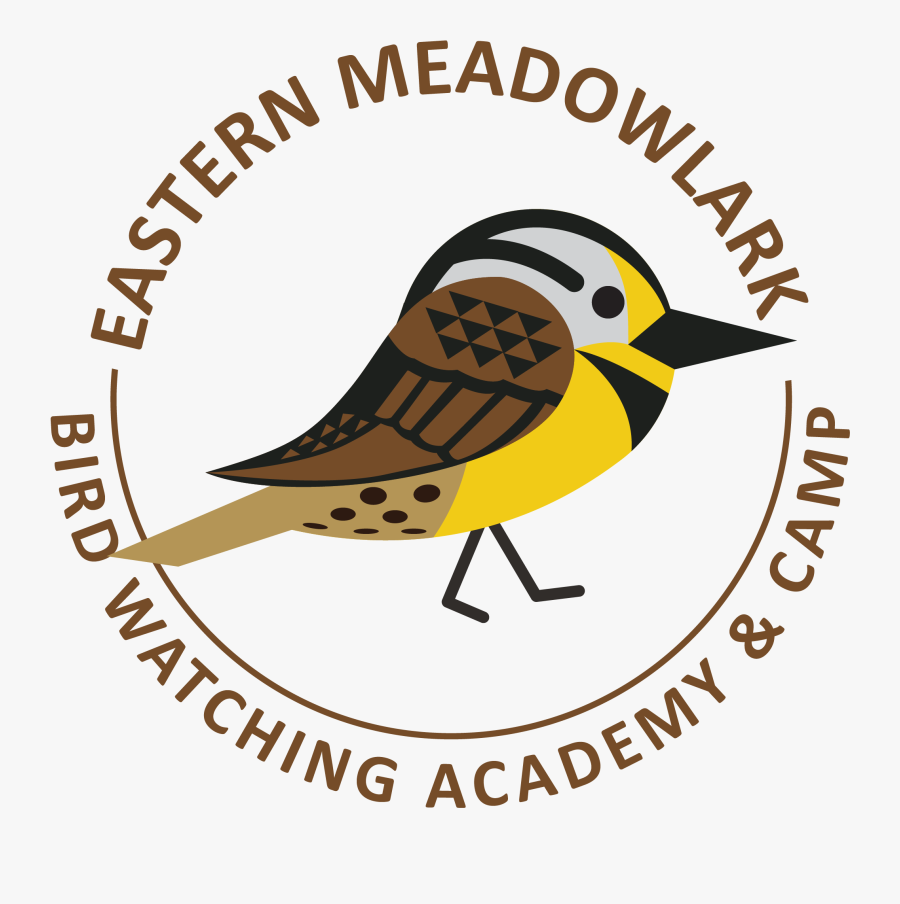 Eastern Meadowlark Picture - Old World Flycatcher, Transparent Clipart