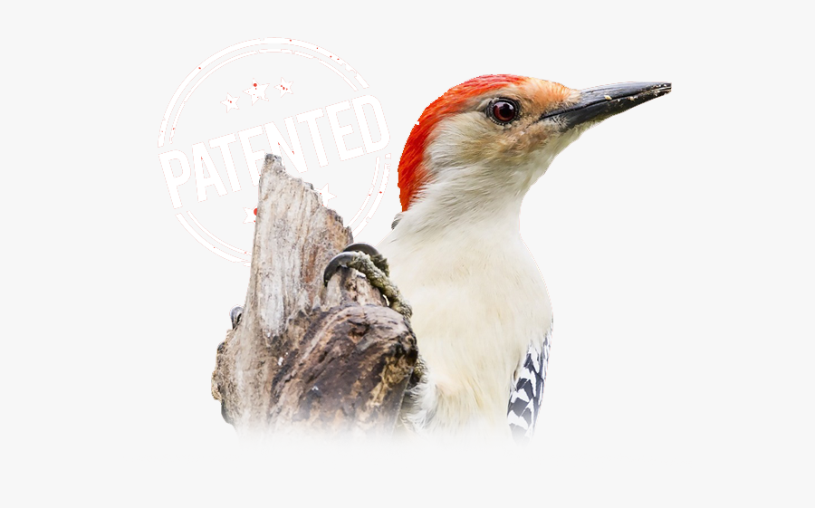 Bird Feeder Clipart, Transparent Clipart