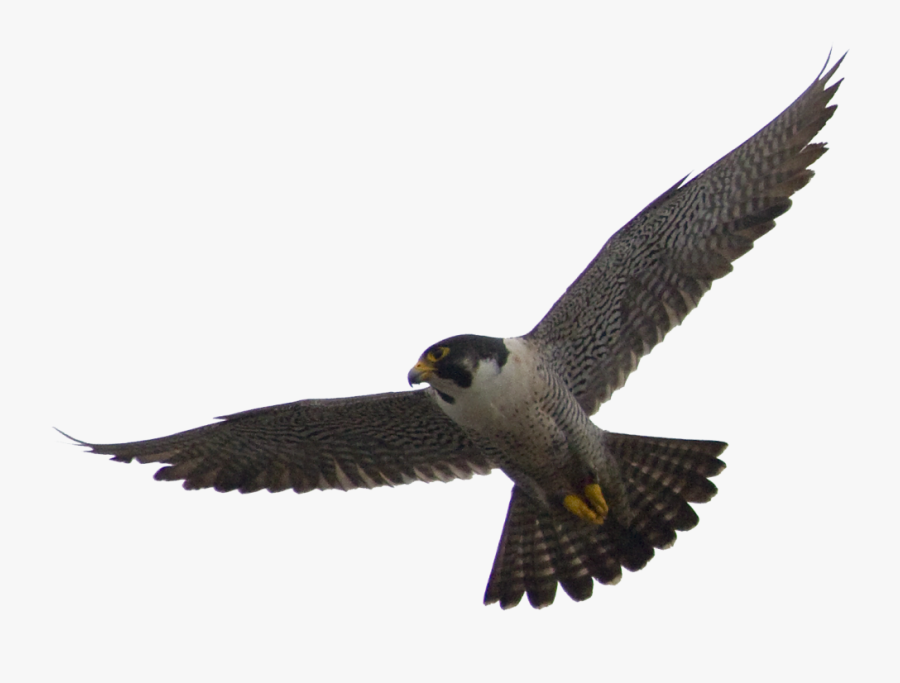 Peregrine Falcon Flight Drawing Clipart - Falcon Png, Transparent Clipart