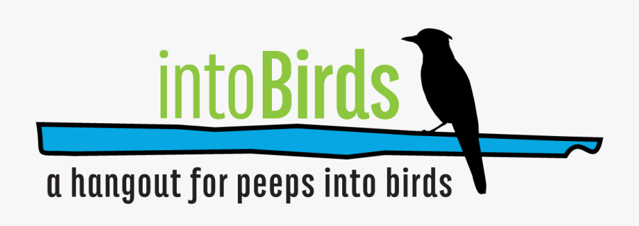 Intobirds - Piciformes, Transparent Clipart
