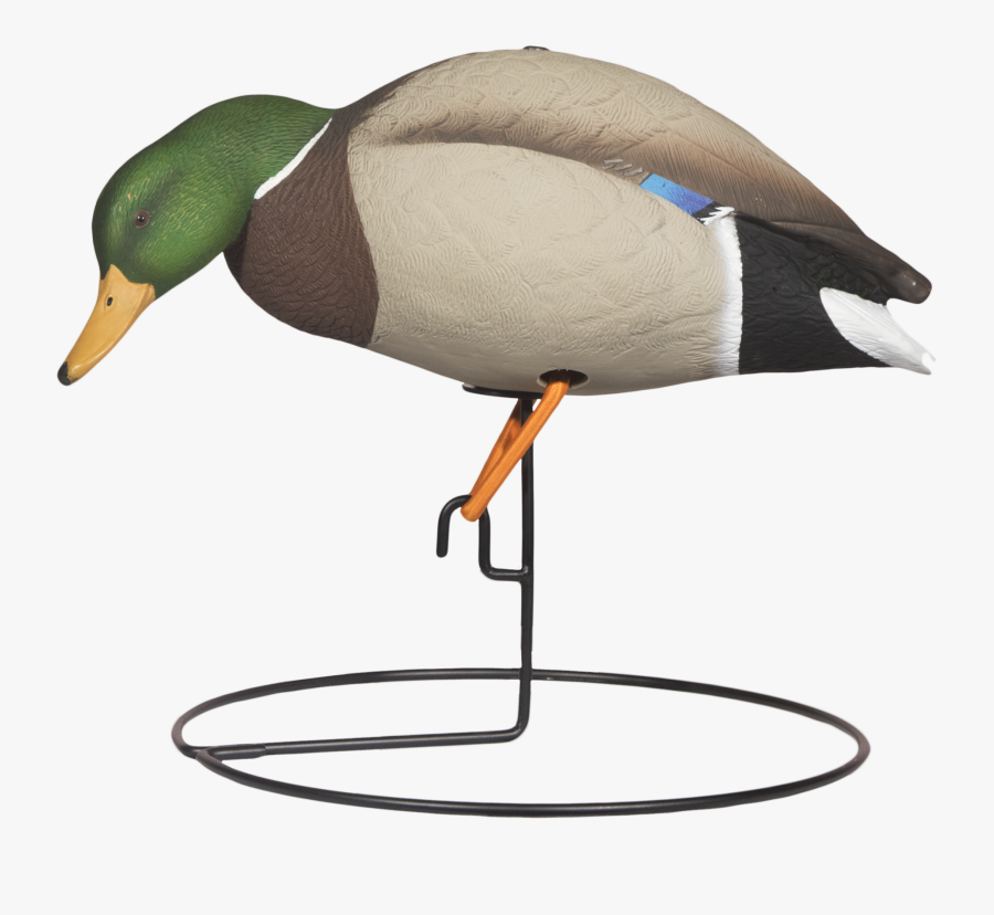 Rugged Full Body Mallard Feeder 6-pack - Mallard, Transparent Clipart
