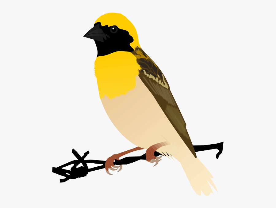 Birds - Bird For Kids, Transparent Clipart