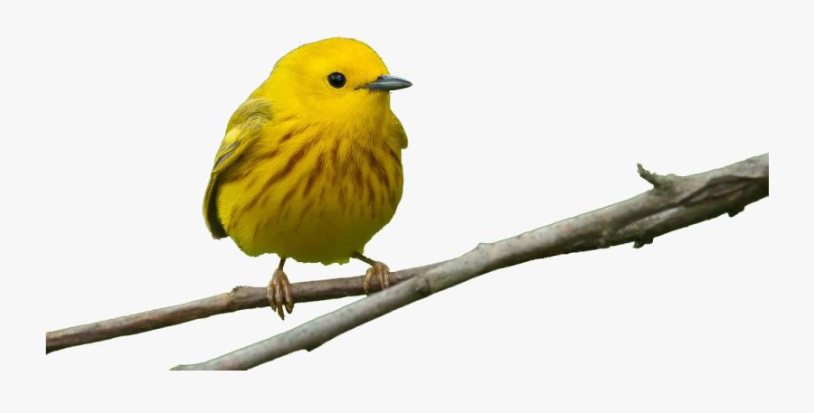 Bird Feeders Beak Window Finch - Yellow Warbler, Transparent Clipart