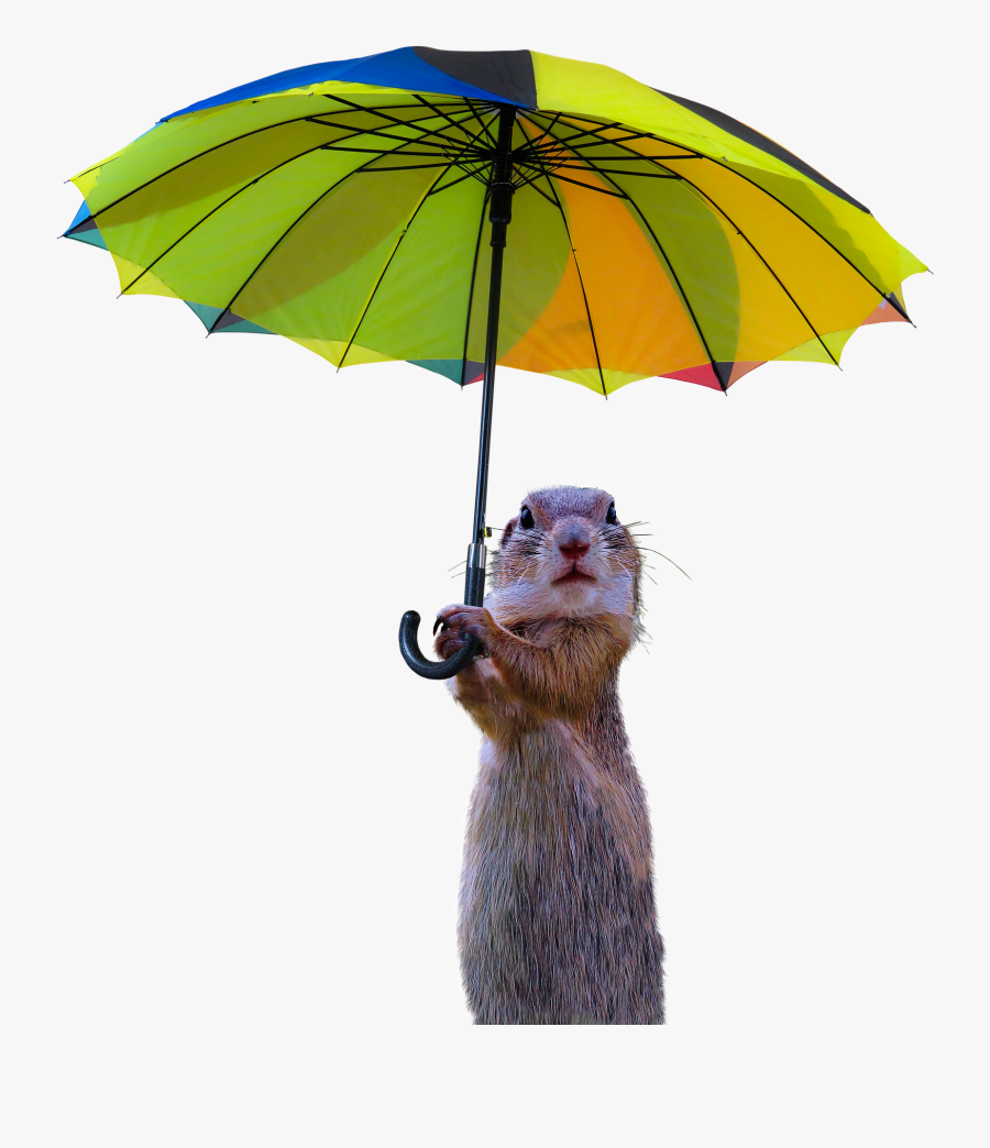 Prairie Dog, Transparent Clipart