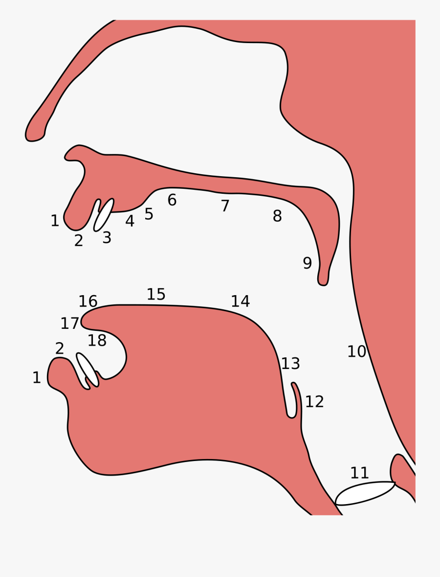 Place Of Articulation, Transparent Clipart