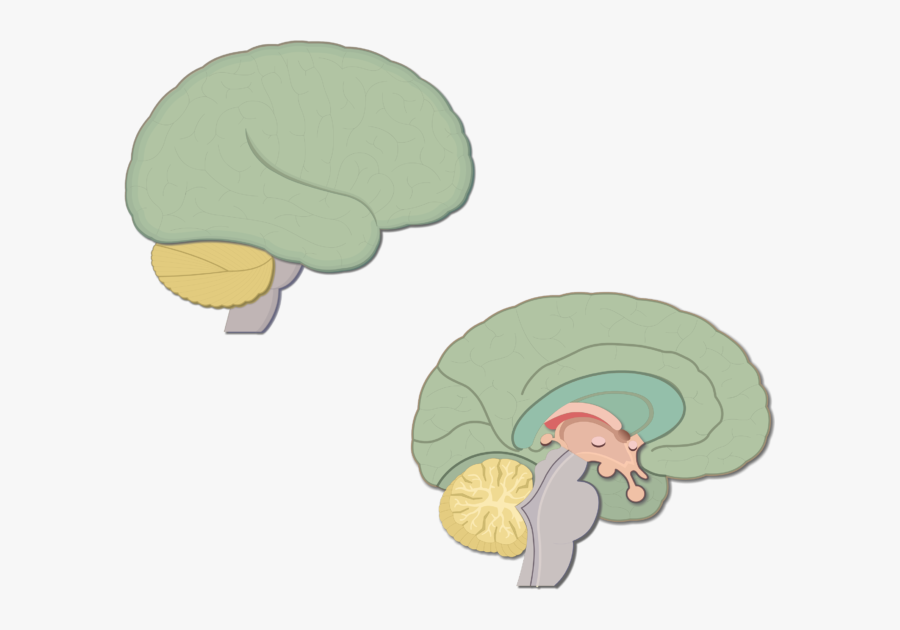 Brain Clipart Sagittal Section - Brain, Transparent Clipart