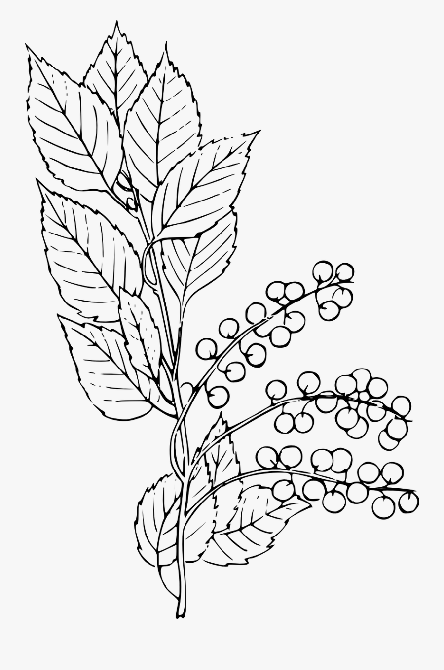 Transparent Choking Png - Chokecherry Drawing, Transparent Clipart