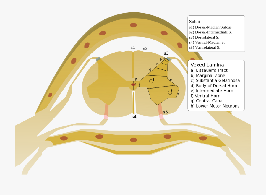 File Spinalcord Trirev Vexedlamina - Laminae Van Rexed, Transparent Clipart