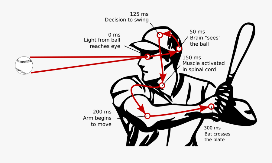 Transparent Baseball Plate Png - Baseball Reaction Time, Transparent Clipart