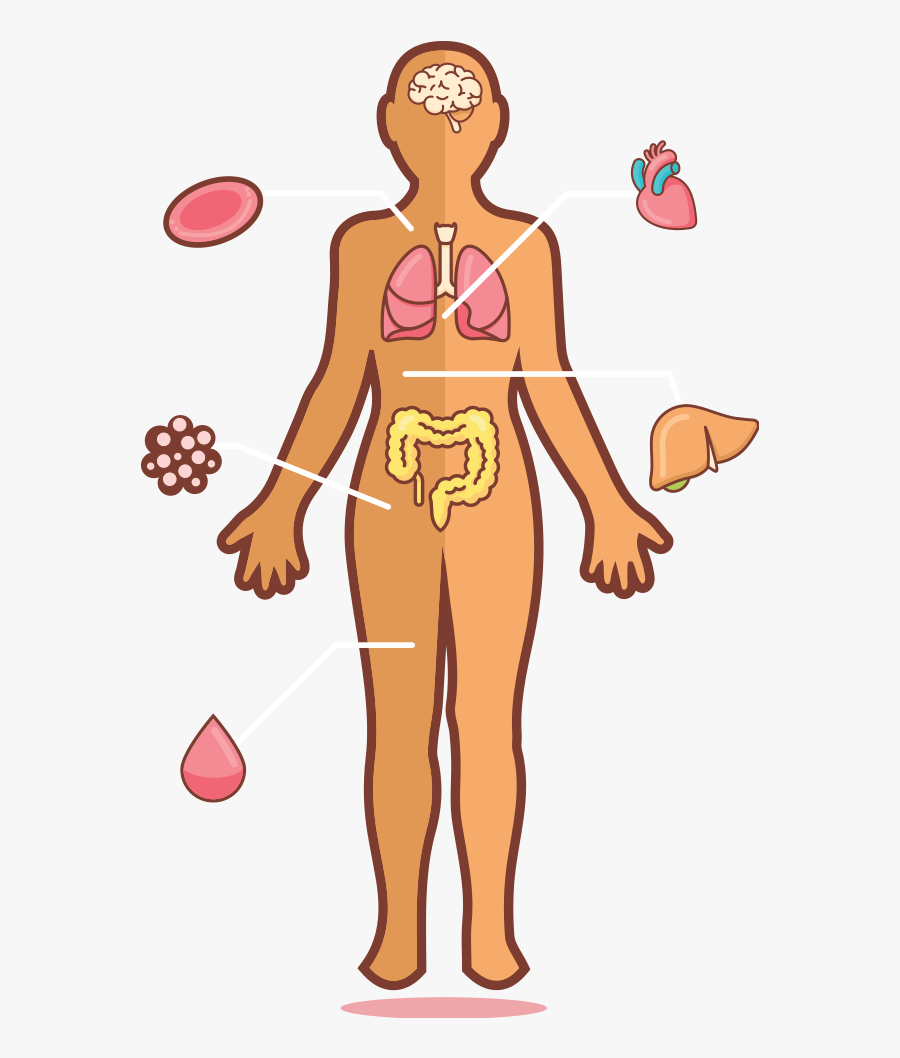 Stem Cells And Regenerative Medicine - Cartoon, Transparent Clipart