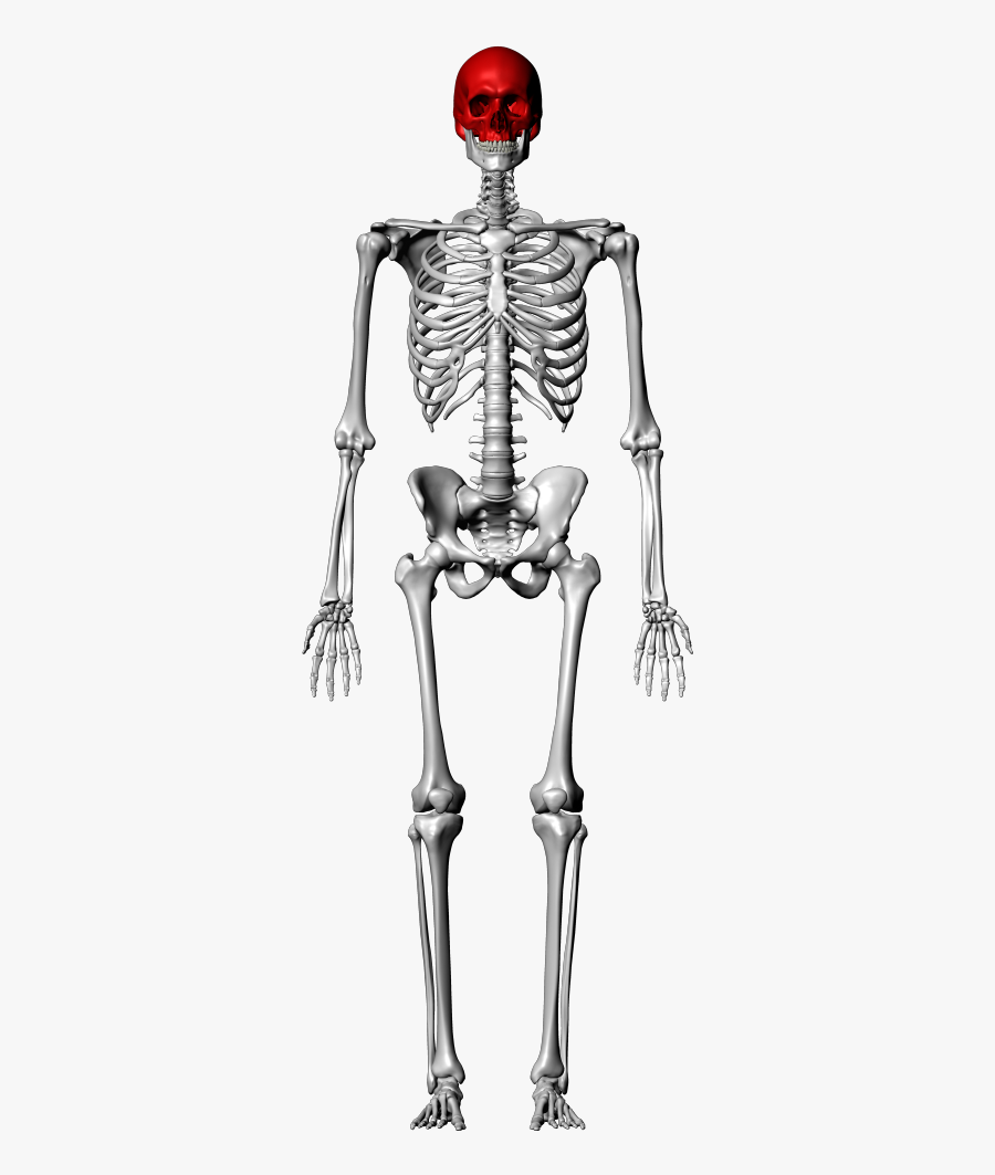 Skull Labeling Quiz - Femur On Skeleton, Transparent Clipart