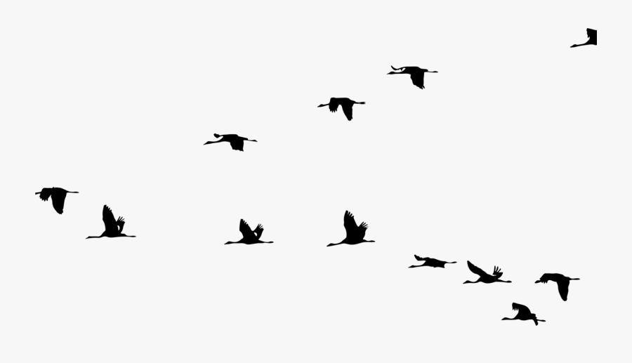 Crane Bird Flight Clip Art Vector Graphics - Transparent Bird Flying Silhouette, Transparent Clipart