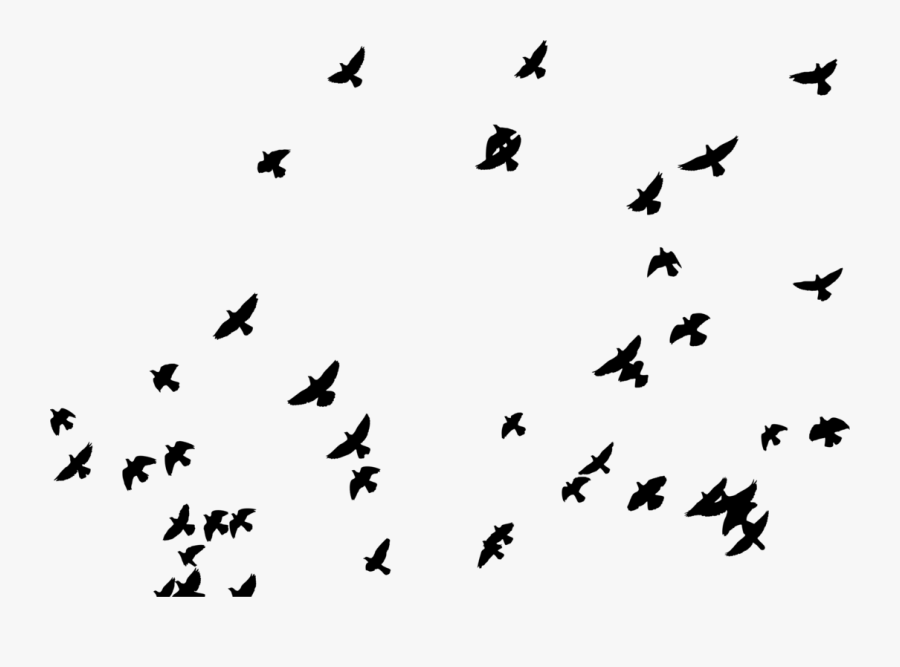 Bird Migration,leaf,flock - Pigeons Silhouette Png, Transparent Clipart