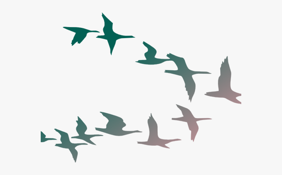 Flock Of Birds Transparent Background, Transparent Clipart