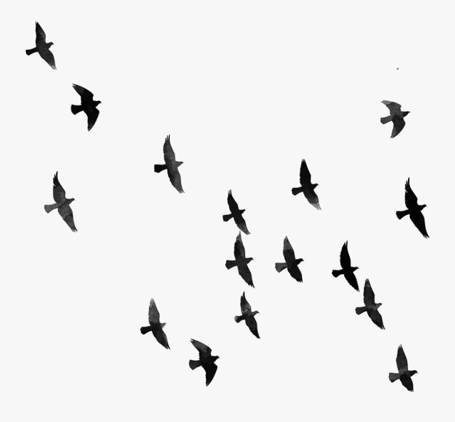 Bird - Pngs Download For Picsart, Transparent Clipart